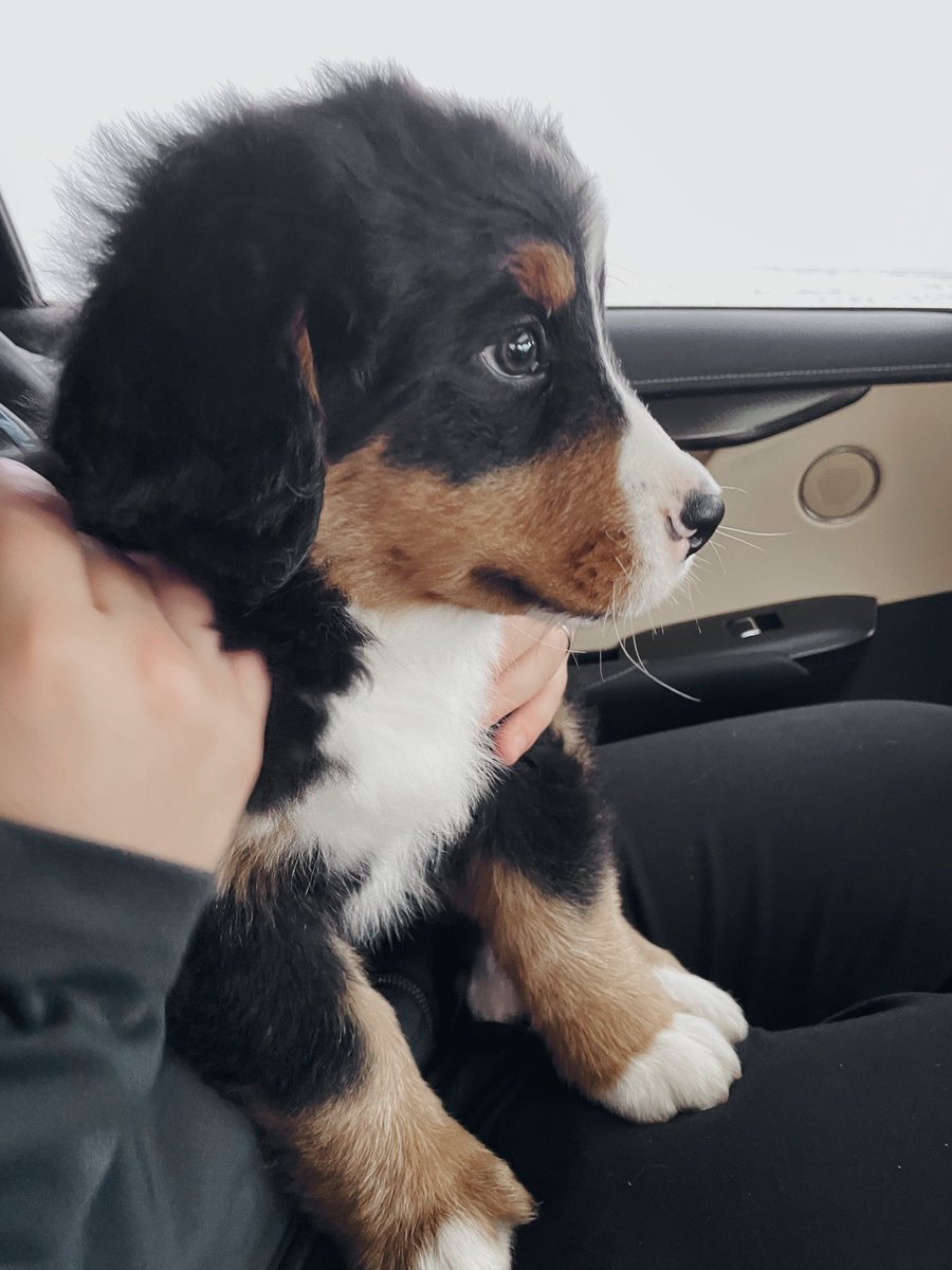 schreckally's tweet image. Say hello to our newest addition! Welcome home Appa 🤩 #IYKYK #Berner #BerneseMountainDog