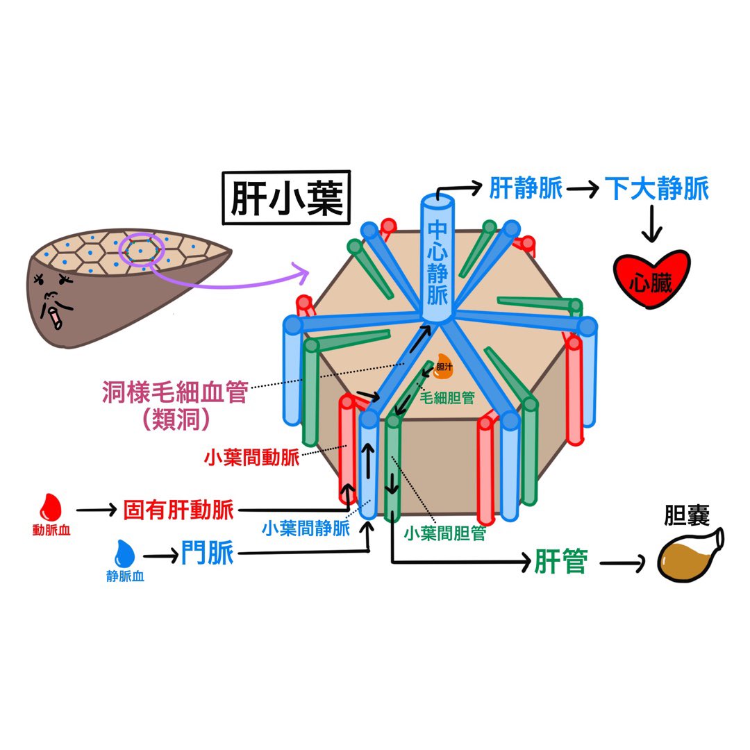 ゴロ 解剖生理イラスト Sur Twitter イラストで分かる 肝臓を出入りする血管の走行 ざっくり全体の流れ