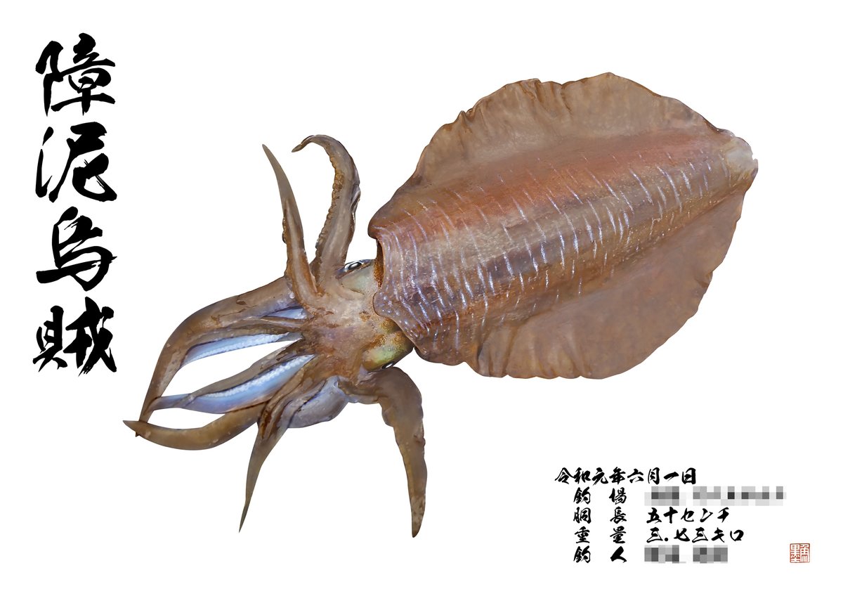 イカ拓 イカ拓