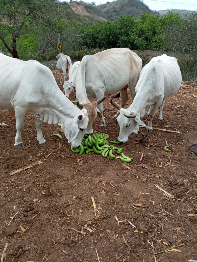 ValeGuerra84's tweet photo. Estamos #ContigoGanadero gracias a las donaciones de banano gestionado por #AgriculturaStaE y logística #PrefecturaStaE, el equipo técnico junto al Director Distrital Sta.E
@AndresCantosG
entregamos a ganaderos de las comunas #FebresCordero #RiosSeco #Sinchal #Aguadita https://t.co/EGBqTTM7Ax