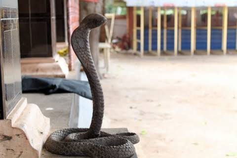 The main Garbhagriham in the temple is the Sapthamathrukkal. There are Sannidhi to Nagas, Nagayakshi and Vishnu too. Sarparadhana or snake worship is done here. Naga Panchami is famous here. Those who have Naga Dosham come here and get relieved of their Doshas. 