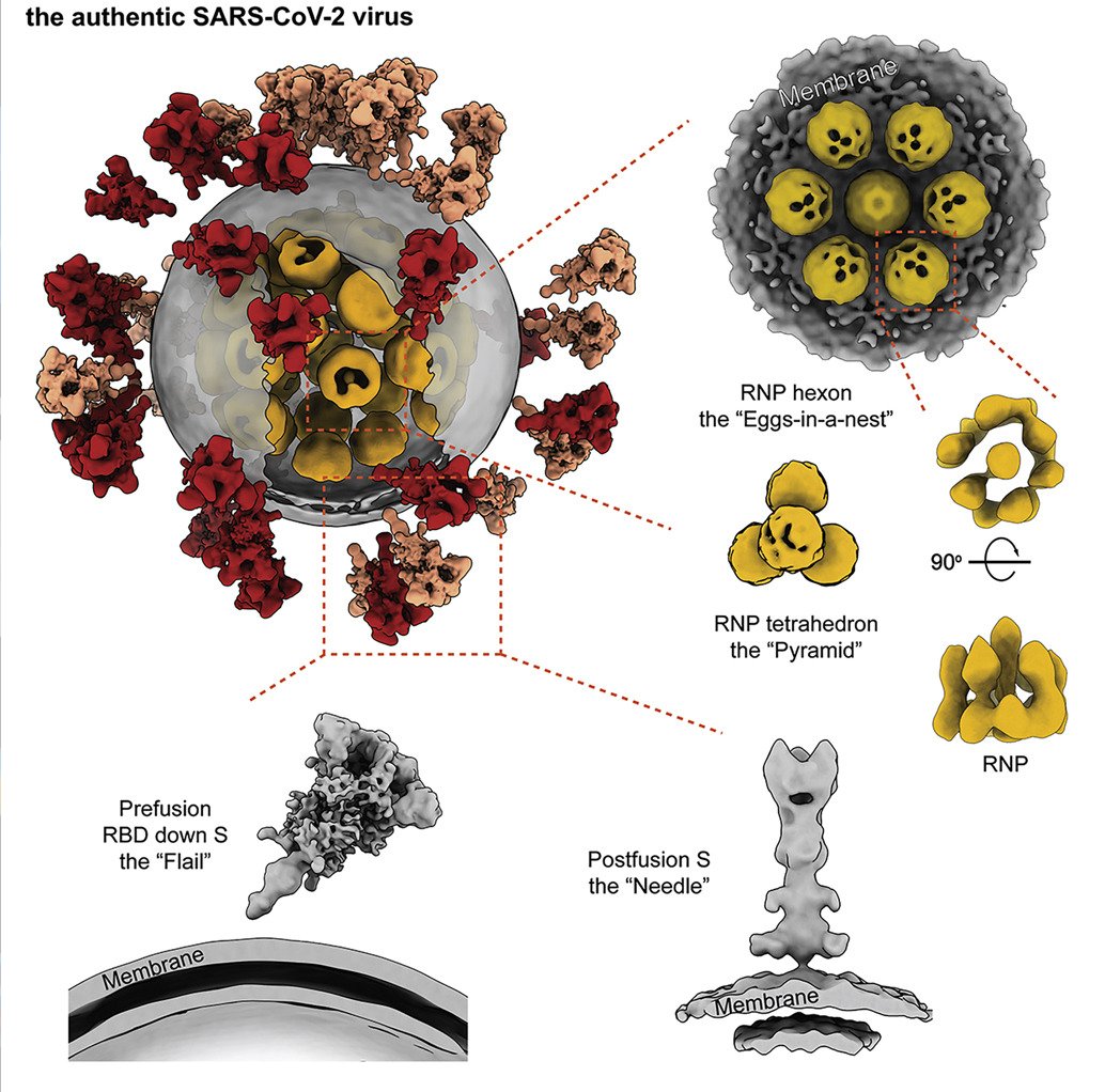 mmw_lmw's tweet photo. Molecular Architecture of the SARS-CoV-2 Virus | Sai Li @Tsinghua_Uni @CellCellPress https://t.co/0bYceiazCM | #2020_ReCapOct https://t.co/xF7vkdbDIf