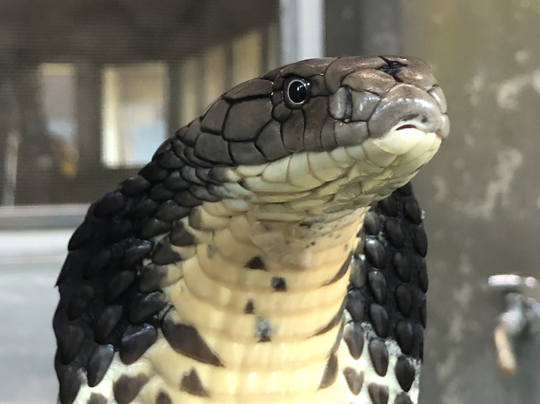 Amazon.co.jp: キングコブラ オブジェ シルバー 毒蛇 ヴァイパー