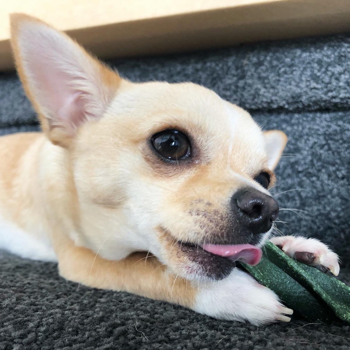 Greenie😋💚

 <a href="/Greenies/">Greenies</a> #Chihuahua