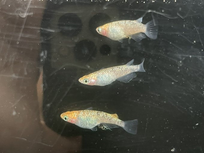 卵のtwitterイラスト検索結果