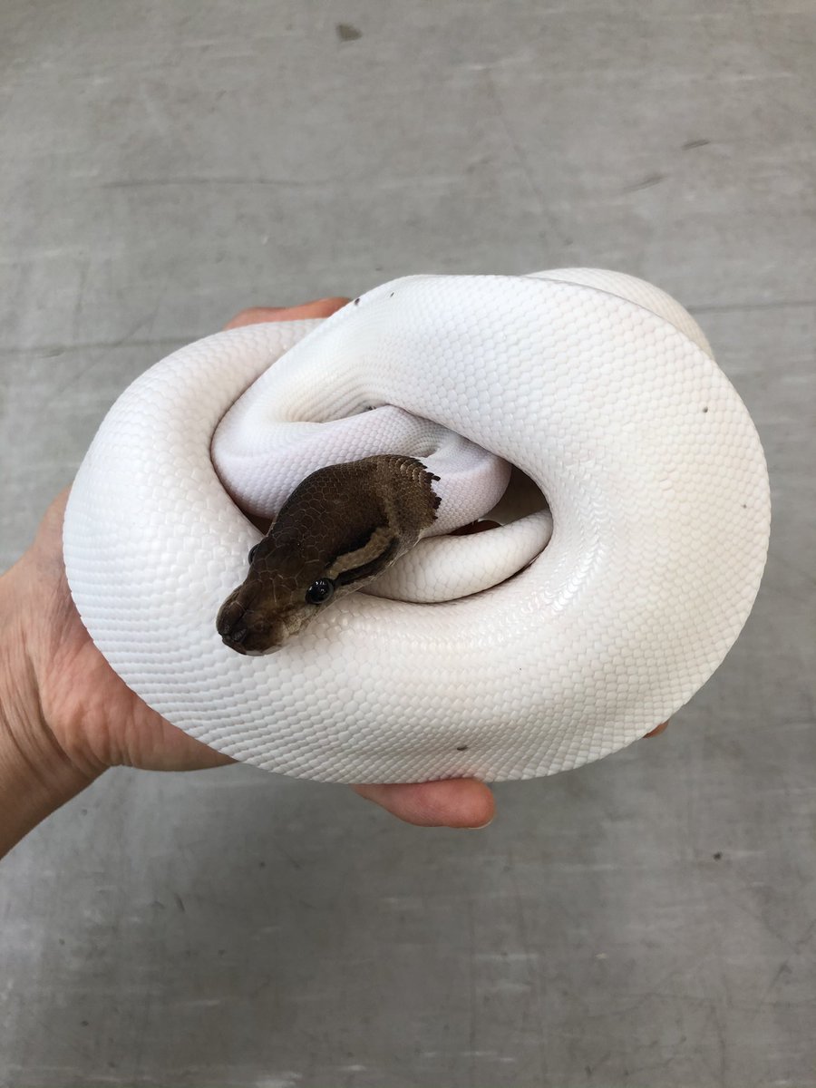爬虫類倶楽部 仙台店 本アカウント 年始セール8日目 今セールもラスト2日 新入荷の生体も続々来てます ぜひご来店ください 新入荷 ボールパイソン シナモンパイド オスメス両方来てます 綺麗かつgoodサイズヽ ノ