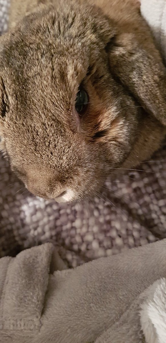 My love for these little ones is VERY STRONK. Rabbits are amazing friends. And each rabbit we ever had the pleasure of having in our home, had their own personality too. Of course, like all animals do, if you just get to know them.