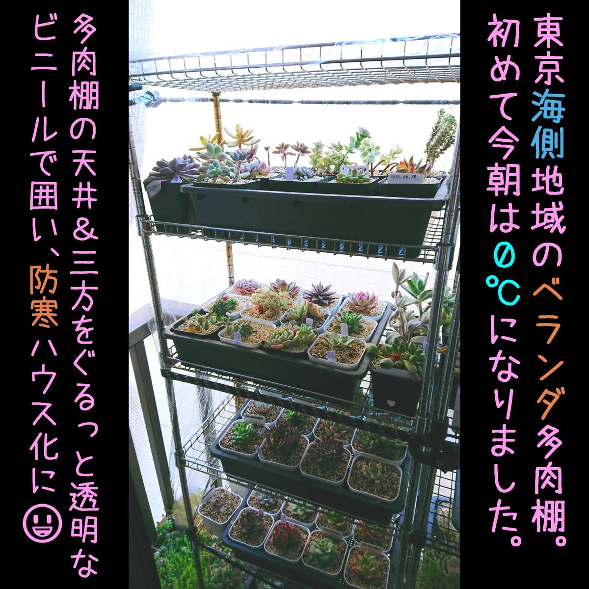 玲にゃん Lei Nyan やっと寒くなってきました 東京ビルの谷間は他の地域と違い 暖かい様です 初の0 だもん ダイソーで買った透明な テーブルクロスで多肉棚を囲い 防寒対策 これでも 5 以下になりそうな 場合は 不織布の追加も考えています 玲にゃん Lei Nyan やっと寒くなってきました 東京ビルの谷間は他の地域と違い 暖かい様です 初の0 だもん ダイソーで買った透明な テーブルクロスで多肉棚を囲い 防寒対策 これでも 5 以下になりそうな 場合は 不織布の追加も考えています