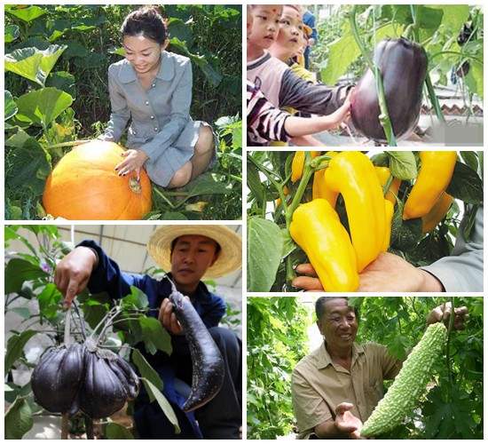 Bouteflikov's tweet photo. La Chine envoie des graines dans l'espace, puis utilise ces graines mutantes radioactives pour produire des récoltes de légumes anormalement grandes. https://t.co/KZGbcGauQj