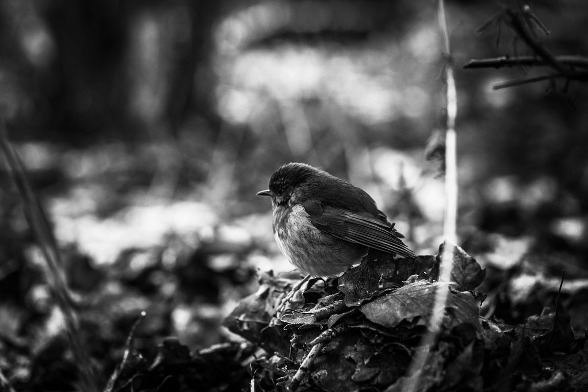 RanyhynRunFree's tweet photo. #blackandwhitephotography #bird https://t.co/ibqYIdCAGO
