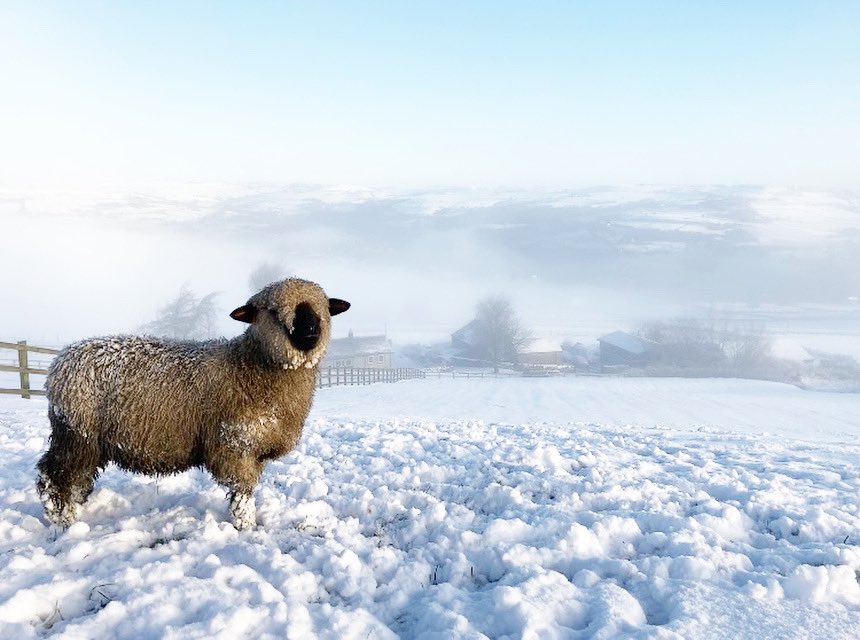 HarrietHeap's tweet photo. I think someone will be counting snowflakes instead of sheep tonight ❄️🐑✨ @FarmersWeekly @FarmersGuardian @FarmingUK https://t.co/ephiGLgmqS