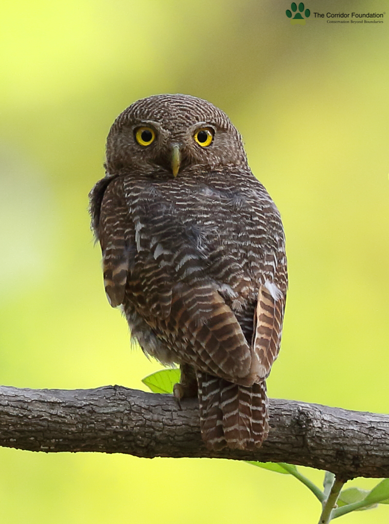 A Jungle Owlet stares during one of the winter mornings of Ampani ghat in Nabarangpur-Kalahandi districts.Our wildlife needs focus beyond designated sanctuaries and tiger reserves.Ampani:a thread connecting Central India Tiger habitats &amp; Odisha jungles.