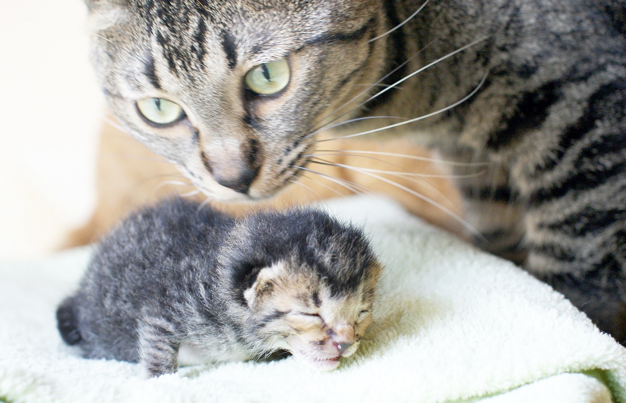 一般社団法人福岡ねこともの会サポートクラブ Nekotomoclub Twitter