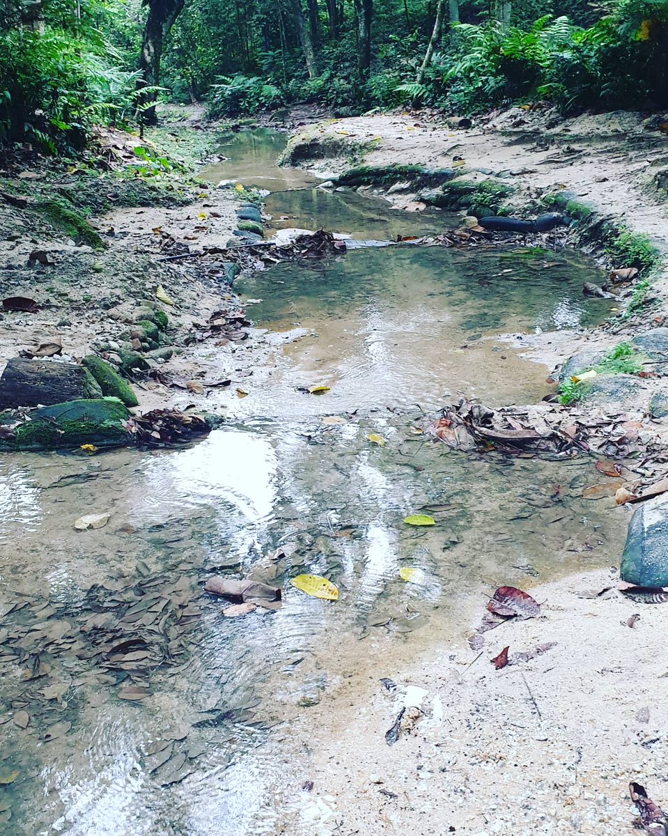 KlangRed's tweet image. Discovered a new trail in Bukit Kiara - the Keladi Trail. We followed a little tributary of Sg Penchala until we reached a beautiful mini waterfall. 😍 Parks may not be allowed to open if the lockdown happens, so this could be our last hike for a while 😕
#sundayhike #bliss