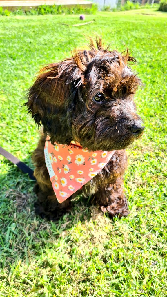 Toni_sweetheart's tweet photo. Cleansing your timeline.   #DogsofTwittter https://t.co/jbrnKYsFg8