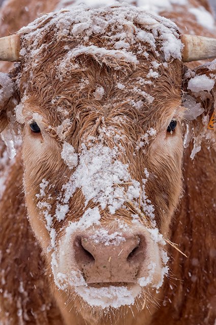 StarAdvertiser's tweet image. A blizzard blanketed #Spain today with 50-year record levels of snow, halting traffic and leaving thousands trapped in cars or in train stations and airports that suspended all services.
 
Read more: 808ne.ws/3ox9yCD

See more photos: 808ne.ws/3bqomiE 
 
📷: AP