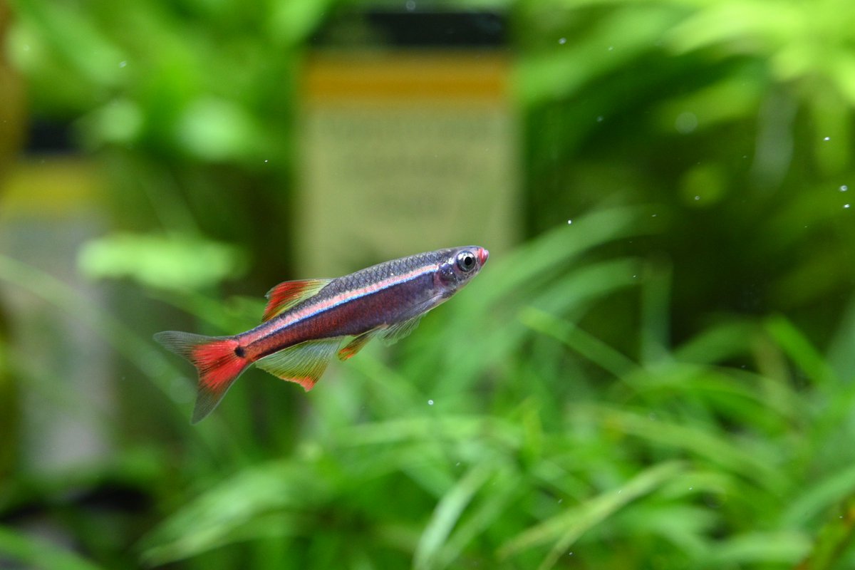 Aquarium Kind 本日も21時まで営業しております 写真は ヒレが長く伸長するタイプのロングフィン アカヒレです