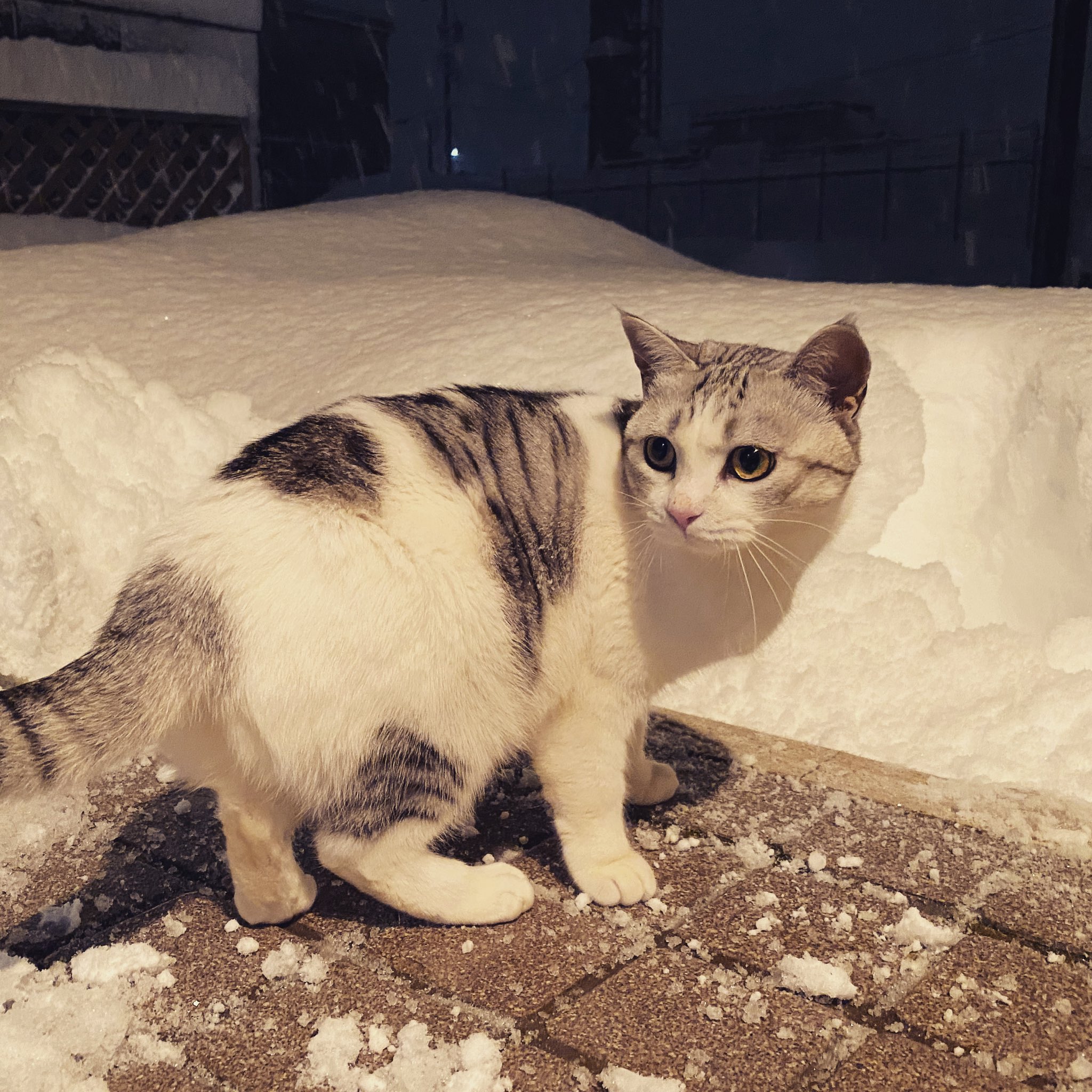 ねこ丸♡ページ くるねこ大和 | ヤルコト イッパイ アル #胡ねこ丸 #シマぞ #雉