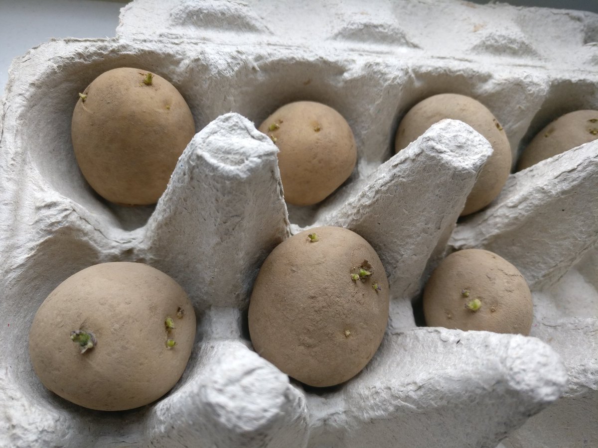 plot9a's tweet photo. Started chitting the Rocket early potatoes. This is the variety we did last year in tubs, and it worked so well. https://t.co/wl52wAUll0