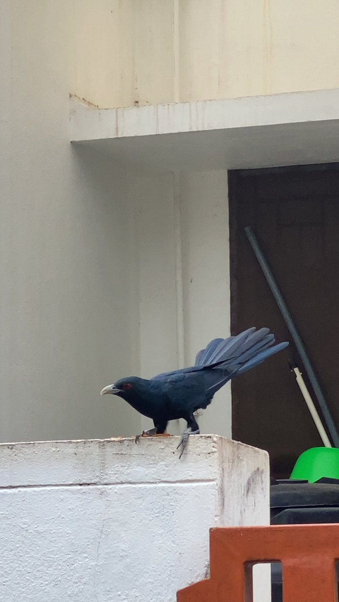prasannasanthi's tweet photo. @6Umapathy @SARFRAZ512 @SligoJ @periyakulam @Jay_Rombach @JayaVel8056059 @FairlyFae @Gandeeban6 @Darren999222 @asdbharathi @TenthPlanet1 @LavaletteAstrid @Wrix2 @baski_LA @lsmurthy99 @journiesofalife @sankariofficial @sundaresan1945 @ThanasekaranS10 @PMSKTM @krishnamurthir @KishorePrabhala Good Morning dear bro . Today met awesome birds very close by me . See kuyil and kaka near by #Koel and Crow together #Mayil #Crow . Wow! Scenes today https://t.co/Exh9MHVD79