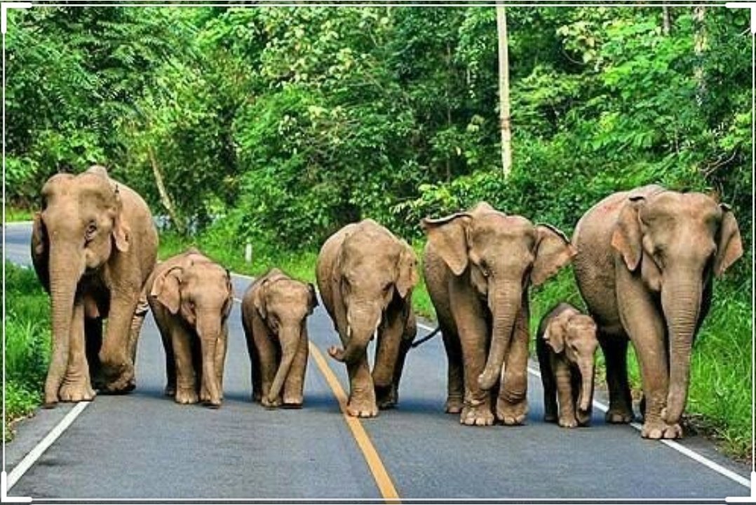 In 1908, fearing the safety of the town at the base of the hill, Governor of Madras Arthur Lawley decided to remove the ball from its position. He sent 7 elephants to accomplish the task.Amazingly, this butterball gave gravity a tough competition n the elephants too