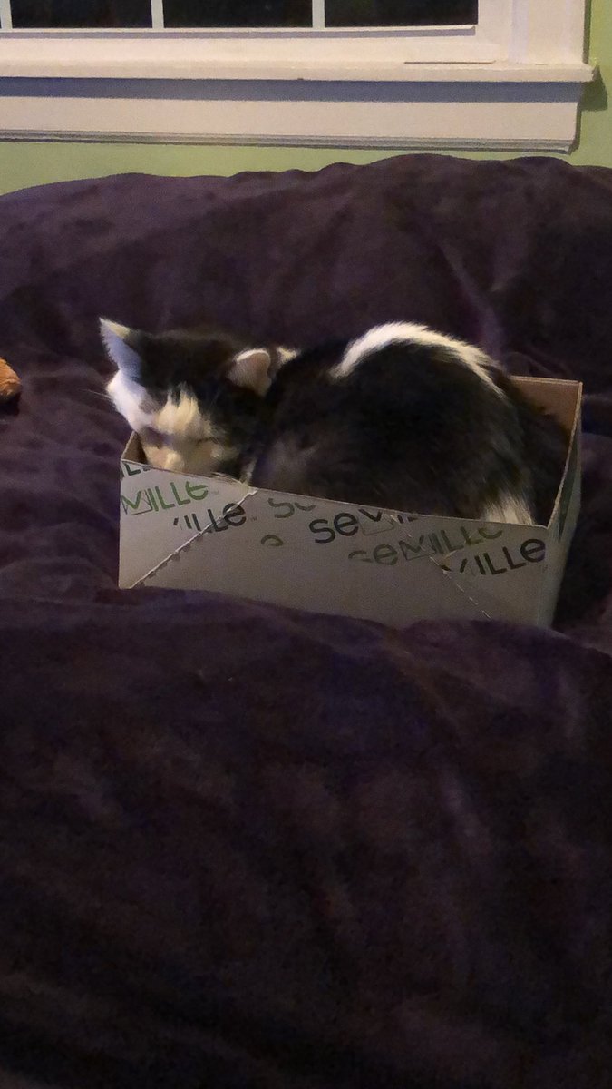 hjsameli's tweet photo. Oops...some report cards may have a few cat hairs. #CatsOfTwitter #WorkFromHome #LovesBoxes #cats #reportcards #school https://t.co/08YU1eldpP