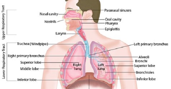 howtorelief's tweet photo. The #human respiratory system is a series of organs responsible for taking in oxygen and expelling carbon dioxide. The primary organs of the respiratory system are the lungs.
#respiratory_system #carbon_dioxide
https://t.co/qnjh3zSpBu https://t.co/oVzEZvlYIk