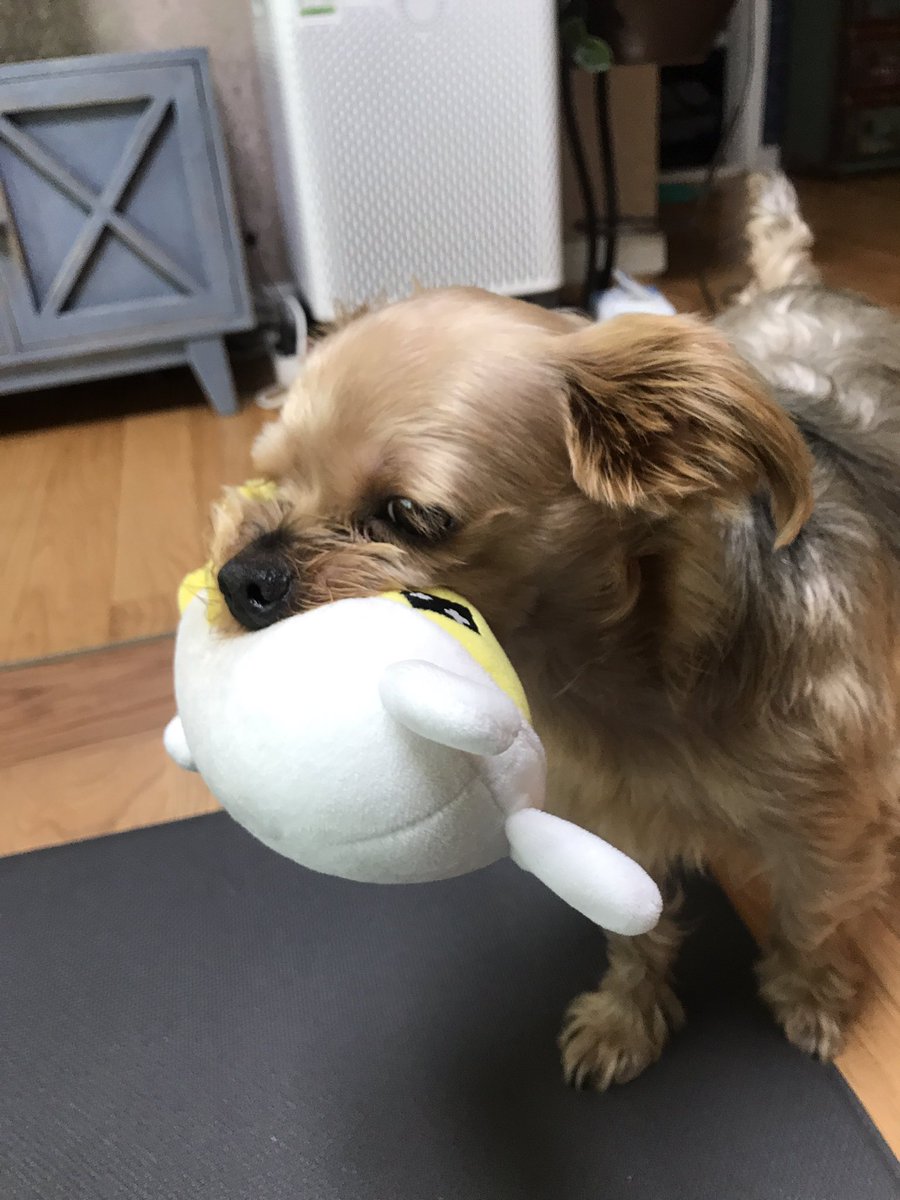 문왕수 (@shiri_300) on Twitter photo 