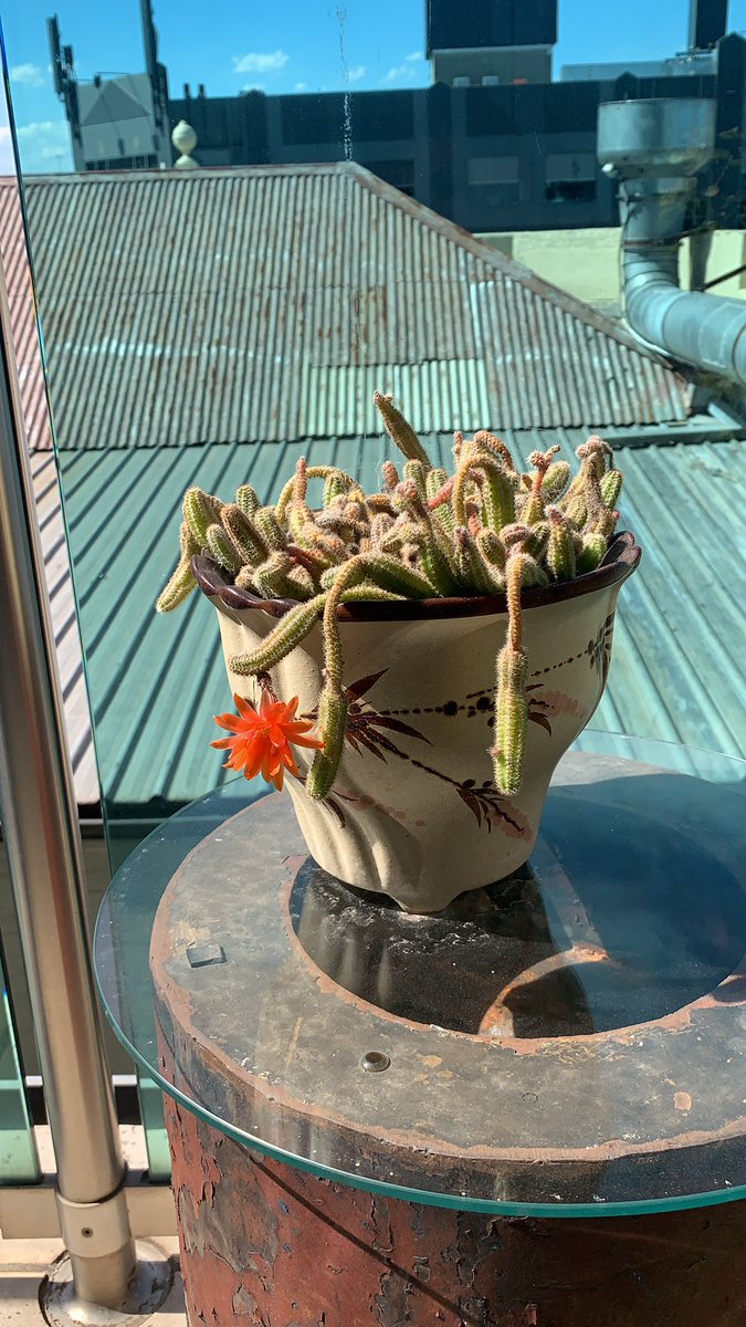 GermanoEmma's tweet photo. Check out my cactus @KathSully! Just standing to attention and putting on a show 🌵 🌸 #notsoflaccidnow https://t.co/1lySYozhEJ