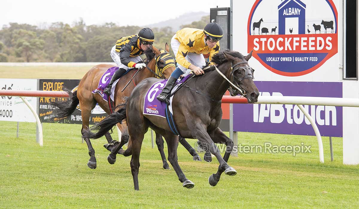 WesternRacepix's tweet photo. CATCHYA CATCHYA - Albany Sun 10th January @AlbanyRacing #WesternRacepix #FitzpatrickPlateDay #AmazingAlbany https://t.co/PaEQ48I4PC