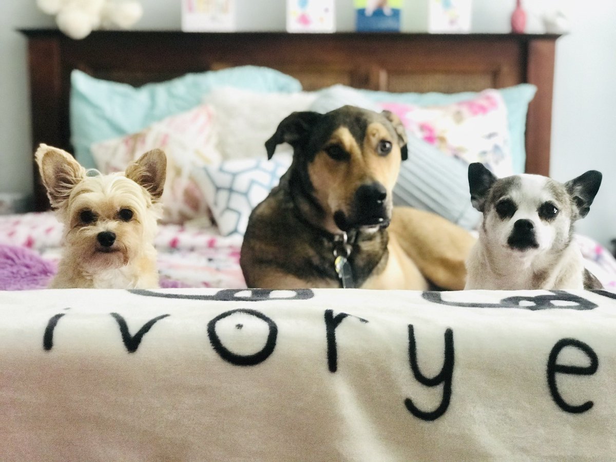 jenmarie410's tweet photo. @rdsj0101 All ‘Rescues!’ L to R:

Dolly-Morkie 7y/o
Murphy-G.Shepard-Husky-Pit 6 y/o
Roxy-Chihuahua 13 y/o
#DogsofTwittter #ShowMe https://t.co/JLib4xKVP6