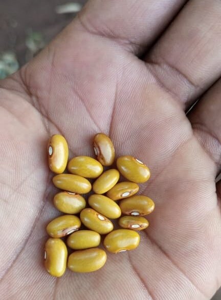 Agro_Pal's tweet photo. Are you looking for common #beans, to supply to #schools #vendors #ownuse #children's home..."your search has come to an end!!!" look no more, #yellowbeans #Rosecoco readily available. Whatsapp 0777540577 or  DM @Amos_Moruri. #Marketing #Agribusiness #AgrifocusKE #Eldoret #kitale https://t.co/3Fr1gj3uTK