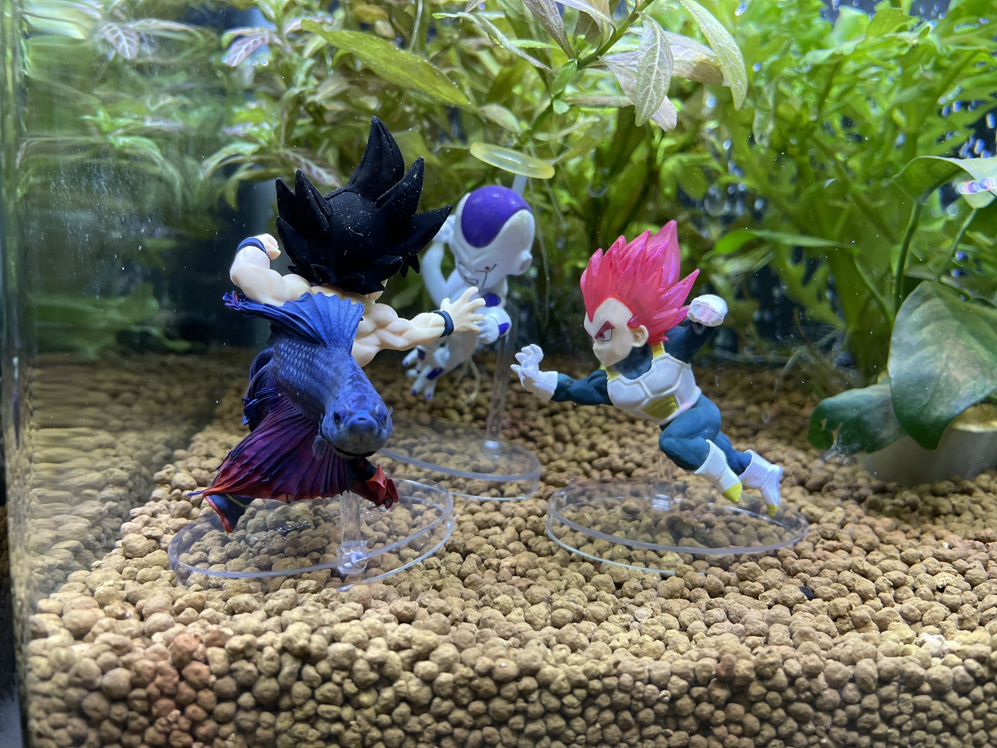 メタルアクア Dqmetalaqua Twitter