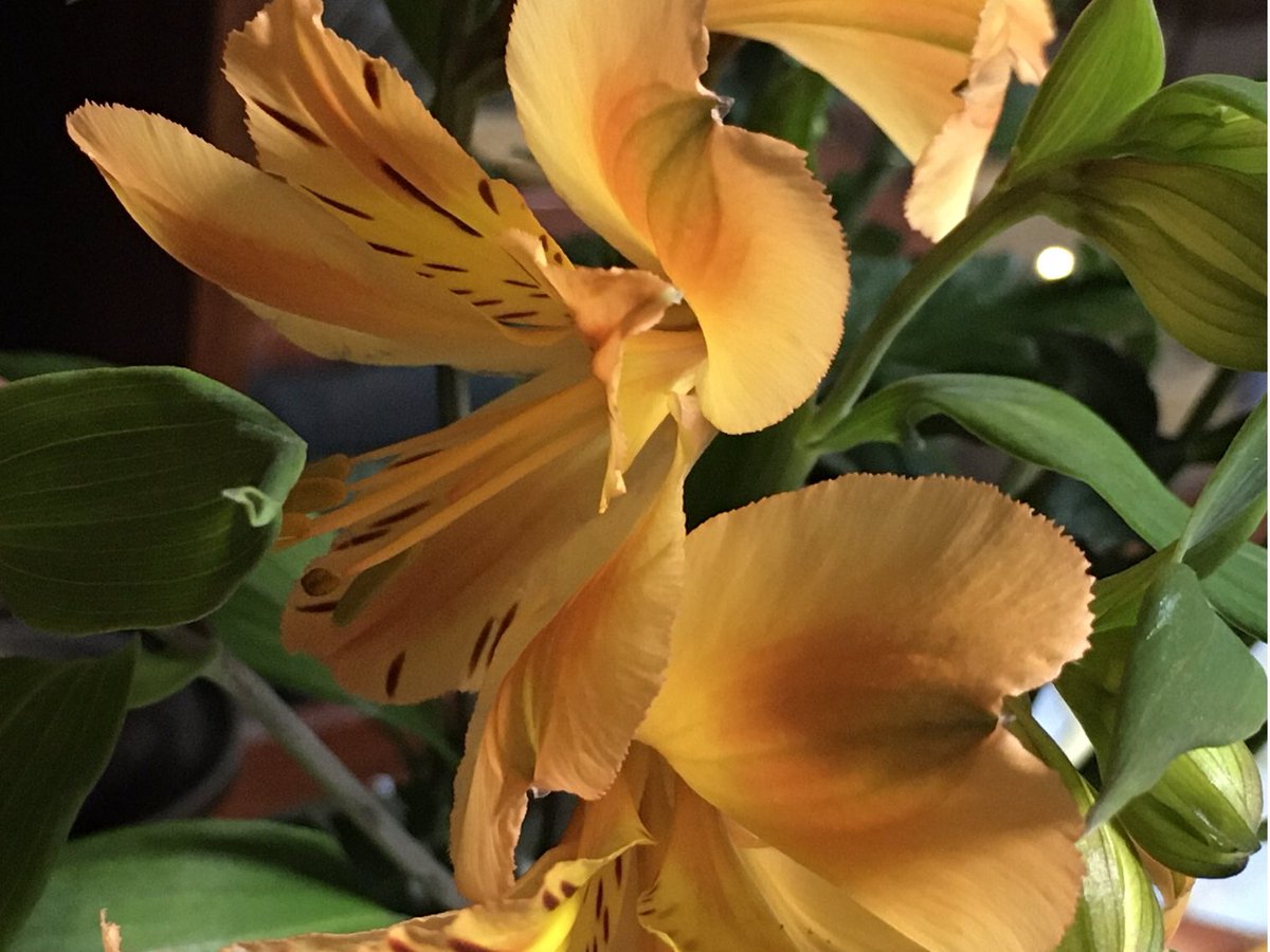 Wish you a happy Sunday🙋‍♀️
#Beautiful 
#StaySafeStayHealthy