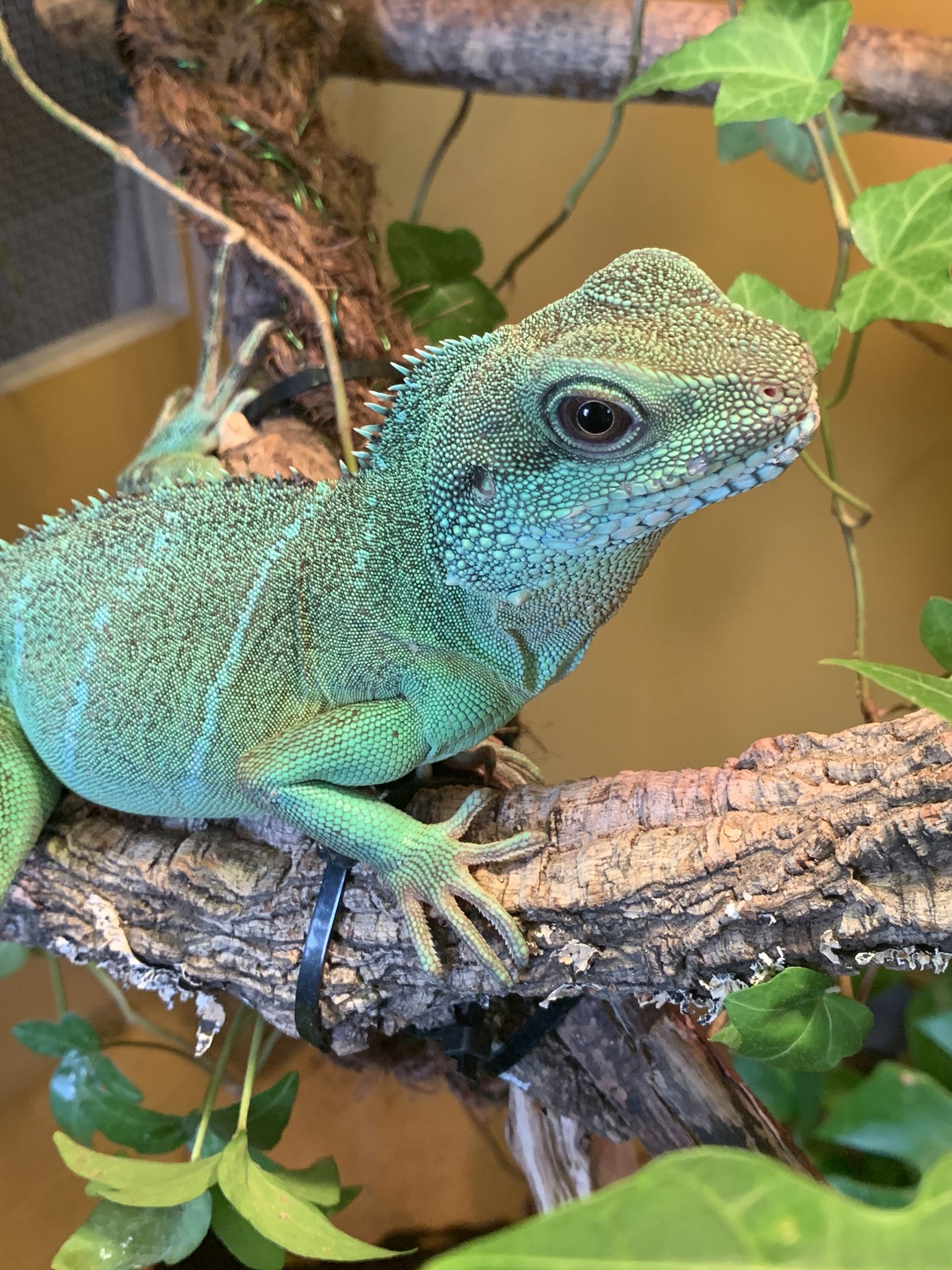 風月 低浮上 ブルーはやっぱりかわいいなぁ 個体差があるにしろ 丸顔ぱっちり目で 女の子確定かな インドシナウォータードラゴン ウォータードラゴン 爬虫類 トカゲ 爬虫類好きさんと繋がりたい T Co Fsgd5dgk6n Twitter
