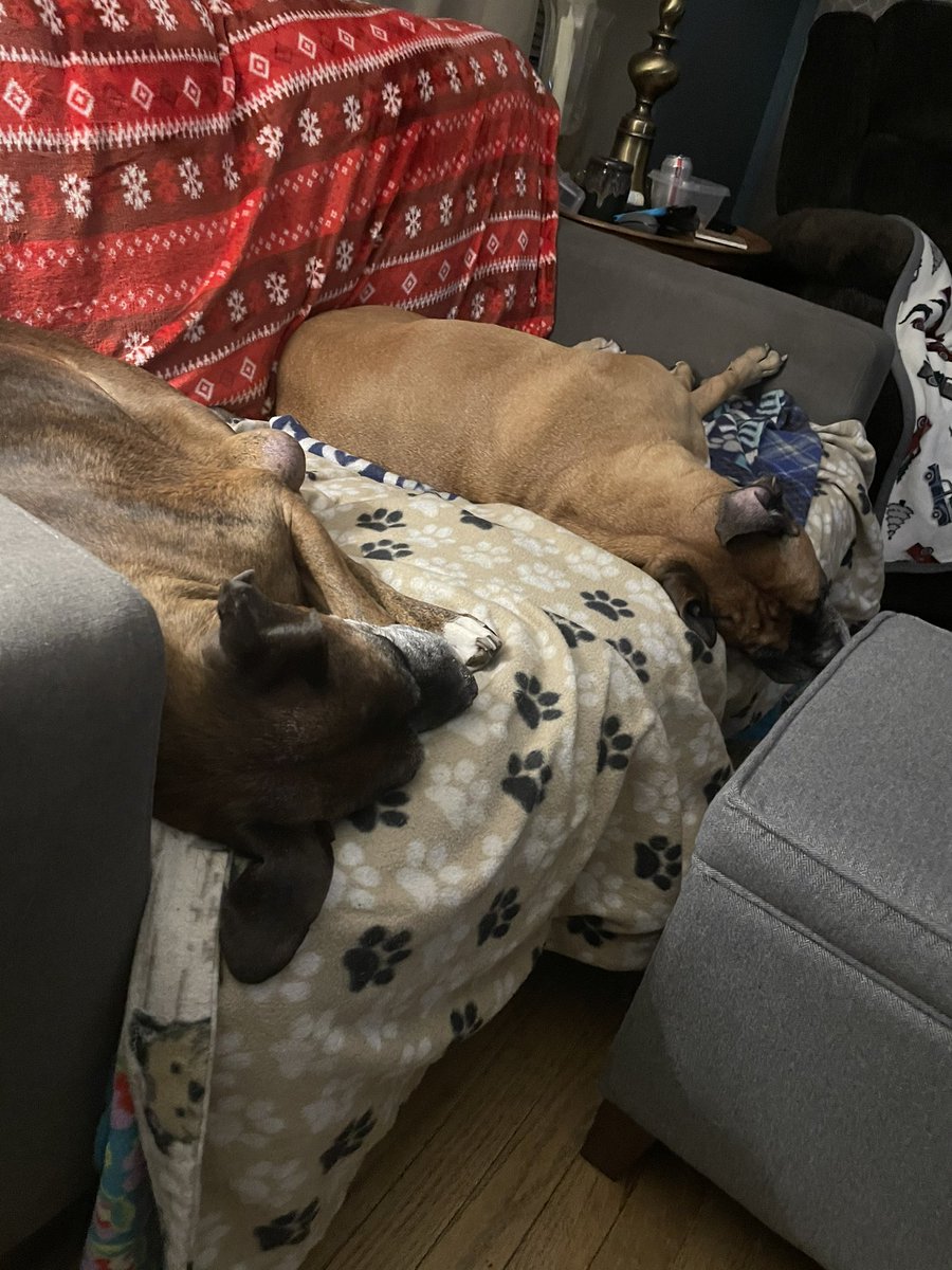 NicholasPalod2's tweet image. My dogs wouldn’t have done 💩#NoirAlley #theglasskey