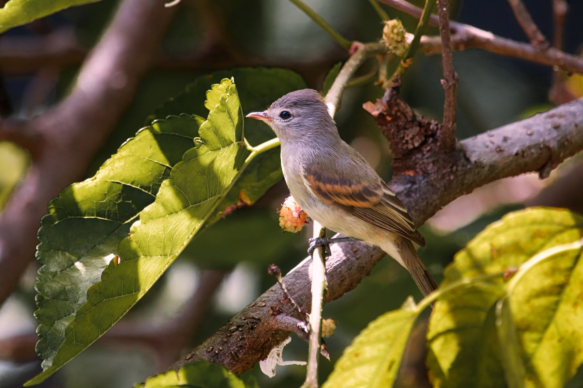PhotoSingle's tweet photo. Elaenia flavogaster
Yellow-bellied Elaenia

#sundayvibes #birds #NaturePhotography #Brazil https://t.co/G9LWTFJ7lY