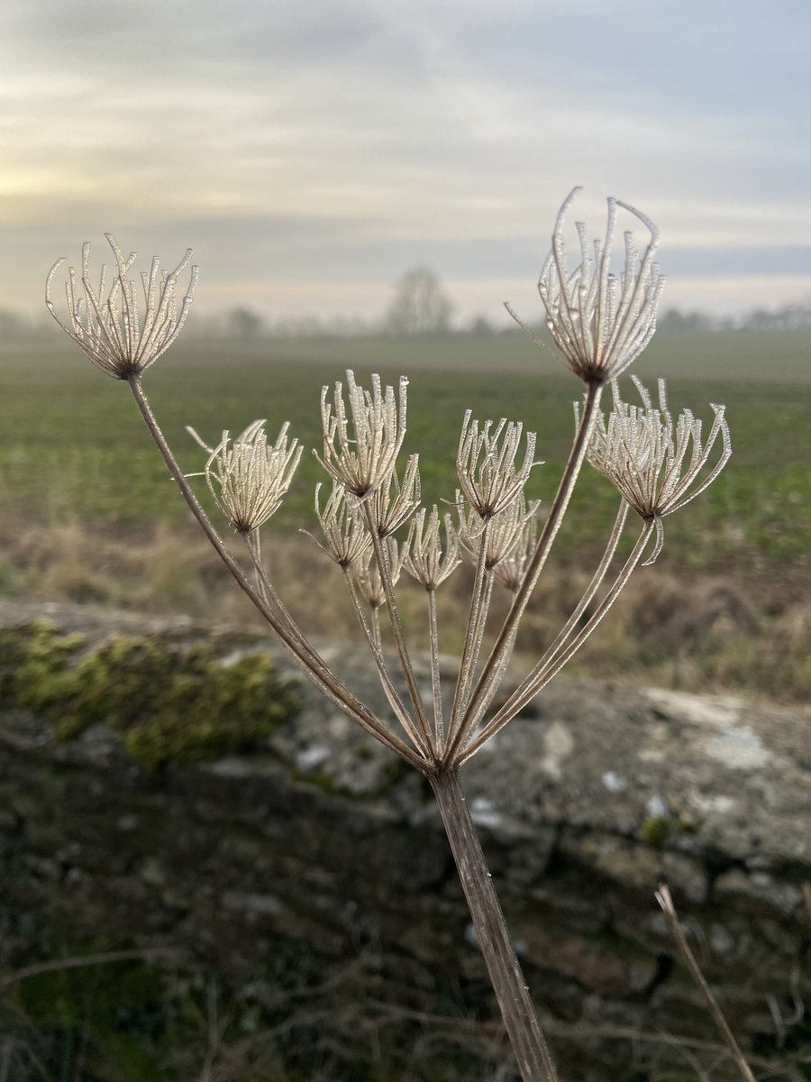 Fiona Reynolds tweet media