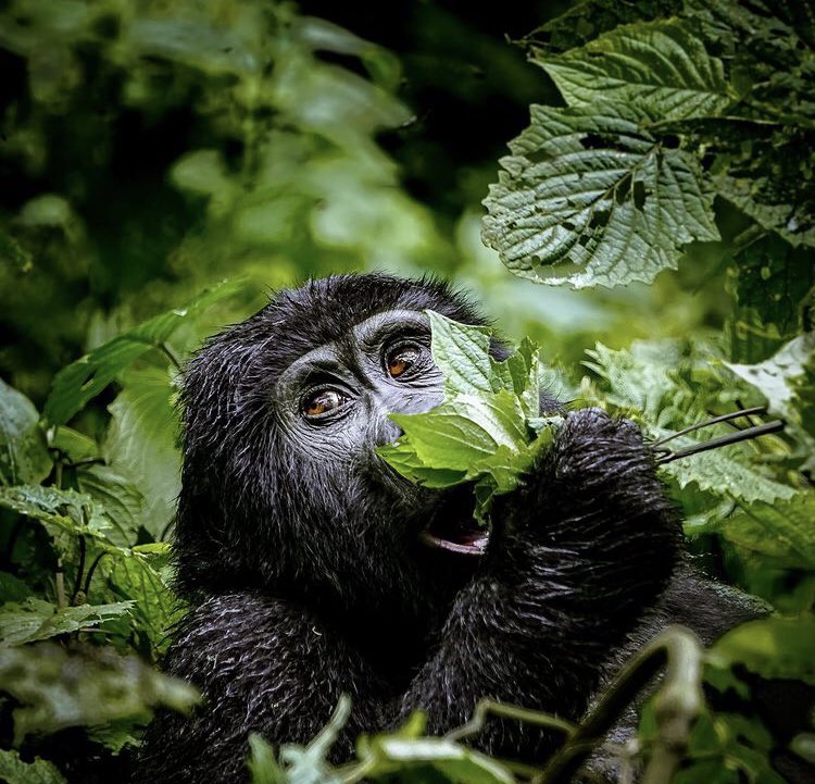 You are invited for breakfast 😀. Hike the impenetrable forests of Bwindi to meet these rare primates and have a one on one moment with them. Read more on: visit-eastafrica.com/bwindi-impenet…

📸 @_wanderloots 

#visituganda #moutaingorillas #bwindi #visiteastafrica