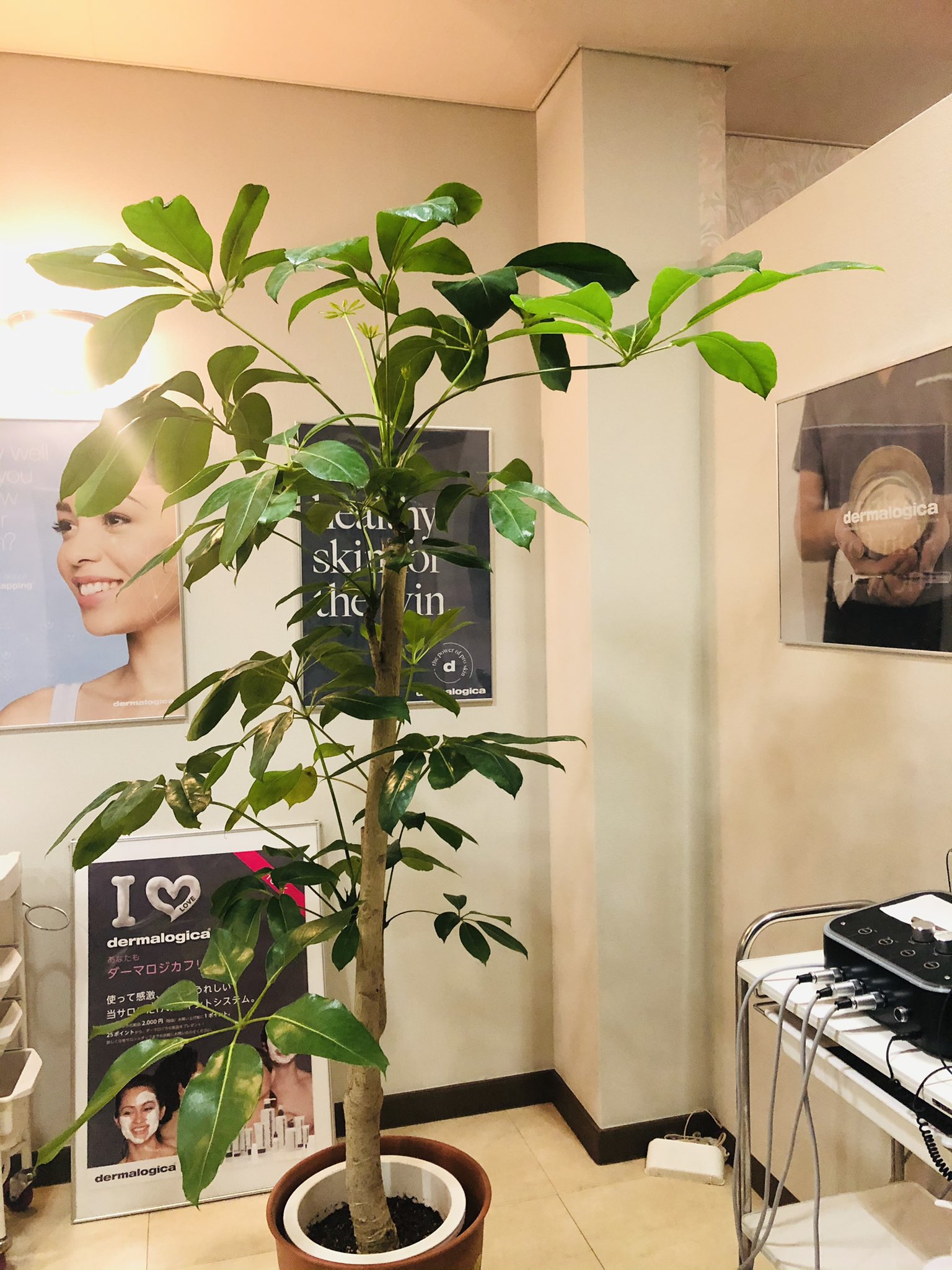 大垣 小顔矯正ダーマロジカエステyuki サロンの1月の観葉植物は ブラッサイア バッサイア です ブラッサイアは放射線状に広がる葉姿から アンブレラツリー と呼ばれ人気があるそうです ブラッサイアの花言葉は とても真面目 実直 です