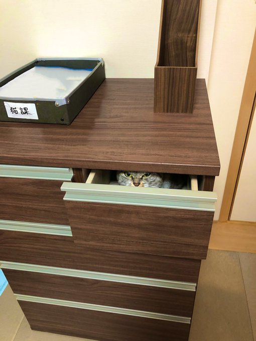 人見知りなドラえもんっぽいの来てる 猫ちゃんが引き出しの中から眼光鋭めに見つめる映像が面白かわいい ねとらぼ