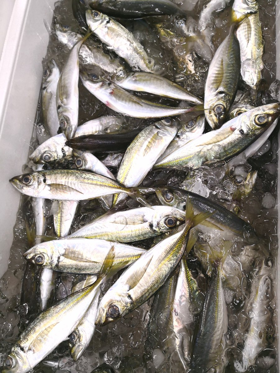 O Xrhsths スーパーおおたや Sto Twitter 勝浦港より キメジマグロ 鴨川港より 小アジ 小ムツが入荷しました 鮮度バツグン お料理いろいろ