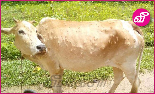 virakesari_lk's tweet photo. மாடுகளுக்கு பரவிவரும் புதிய வகையான வைரஸ் தொற்று..!: அறிகுறிகள் இவைதான்
https://t.co/TX64sxgi3V
#SouthAfrica #MiddleEasterncountries #virus #influenza #farm #development #lk https://t.co/jL23K7e3zk
