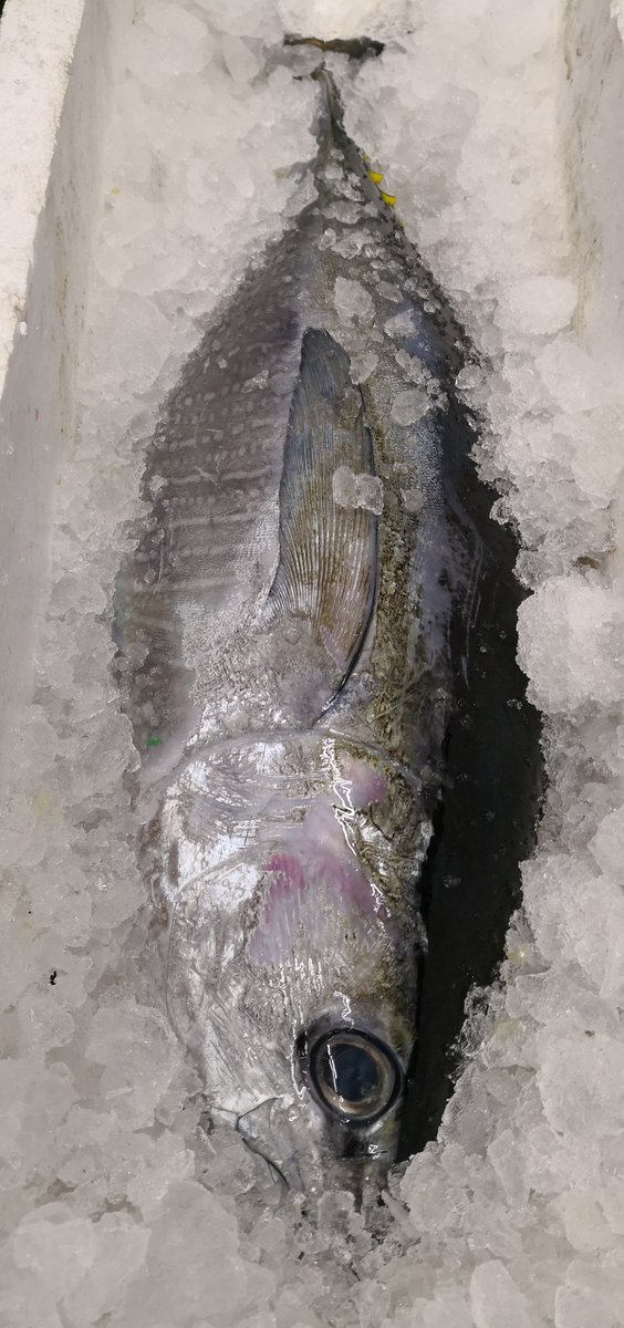 O Xrhsths スーパーおおたや Sto Twitter 勝浦港より キメジマグロ 鴨川港より 小アジ 小ムツが入荷しました 鮮度バツグン お料理いろいろ