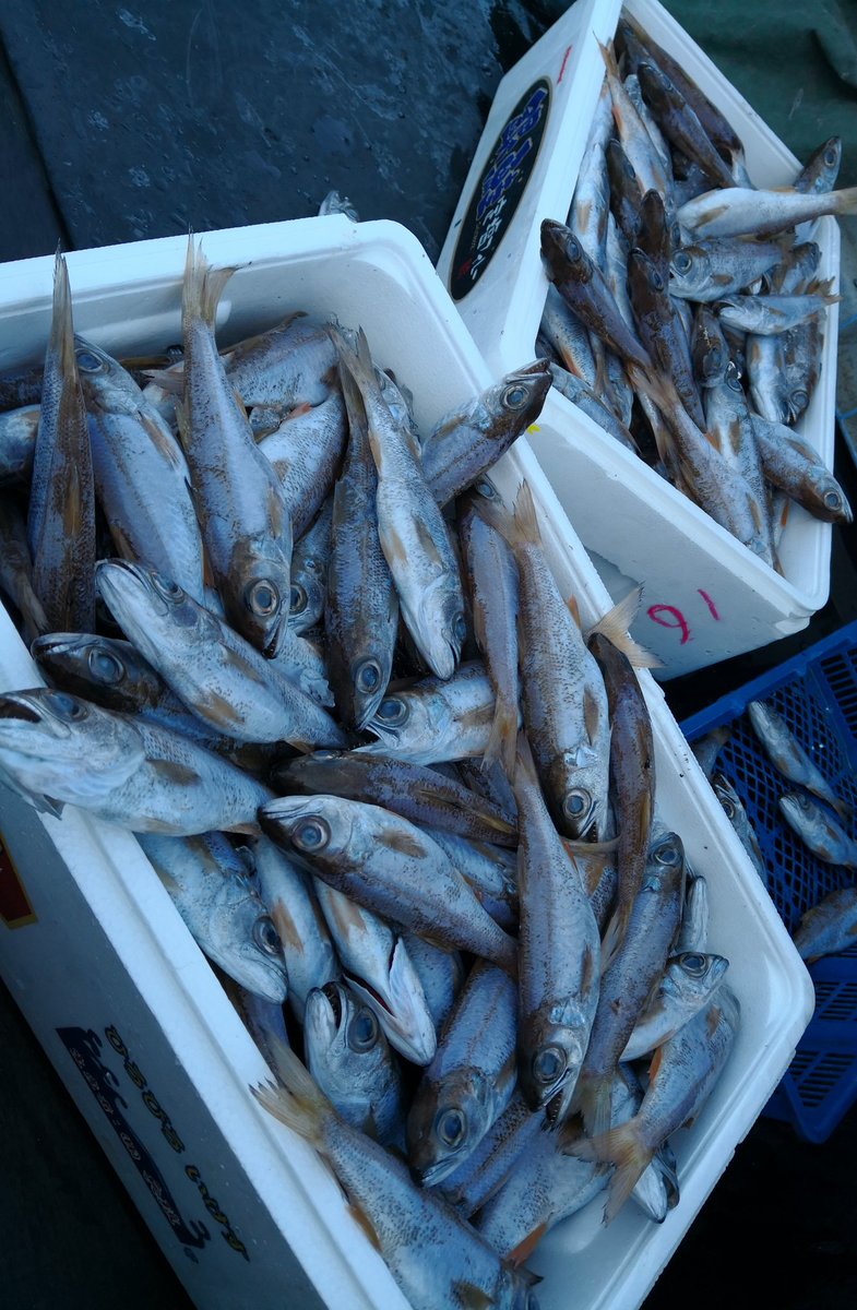 O Xrhsths スーパーおおたや Sto Twitter 勝浦港より キメジマグロ 鴨川港より 小アジ 小ムツが入荷しました 鮮度バツグン お料理いろいろ