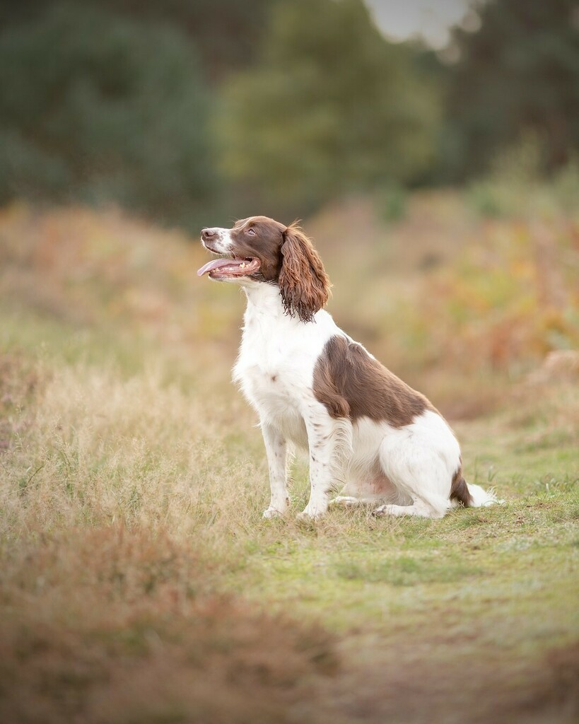 foyersphoto's tweet photo. Precoviid photoshoot with Rory at Tunstall woods. Big thanks to Abi for allowing me to share
#springerspaniel_feature #springerspaniel #spaniels #springersofinstagram #spanielsofinstagram #springerspanielsofinstagram #dogsofinstagram #petsofinstagram #do… https://t.co/USd5FNMDJ6 https://t.co/4EHRswEMEs