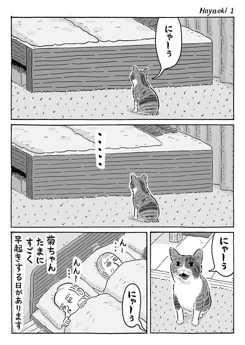 2ページ猫漫画「たまに早起き」 #猫の菊ちゃん 
