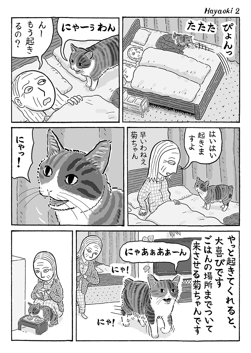 2ページ猫漫画「たまに早起き」 #猫の菊ちゃん 