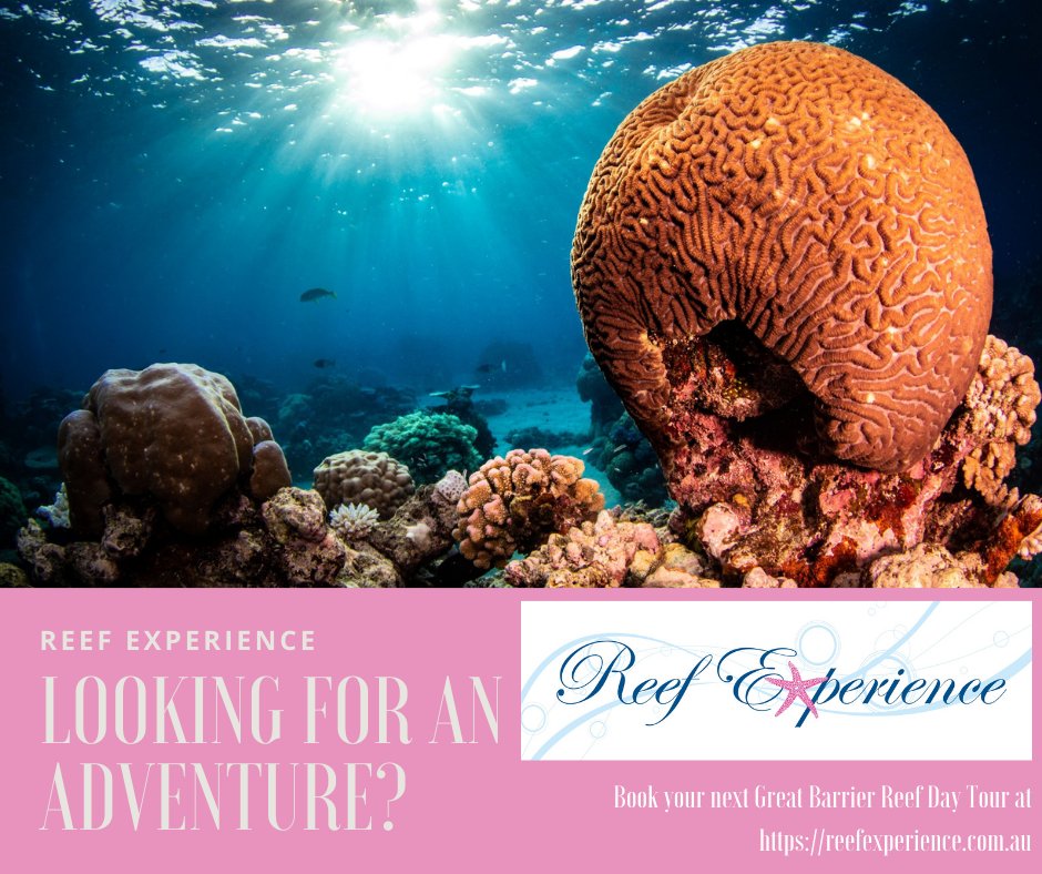 reefexperience's tweet photo. Let us help you find your next adventure on the Great Barrier Reef  😎🌊🐢🐙🦑  Visiting 2 ✌🏽 outer reef locations daily in one of the World's most famous wonders
Book your Day tour today or read up on the package at https://t.co/amemePZ1D3 🤿🦈🐠🐳🐳🏝

#reefexperience #fnq #GBR https://t.co/gZCQvt1d3y