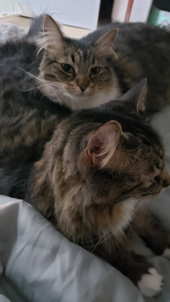 shivelynyan's tweet photo. @lilqbunny My kitties sending love and support 💞 https://t.co/rYT2rvszh4
